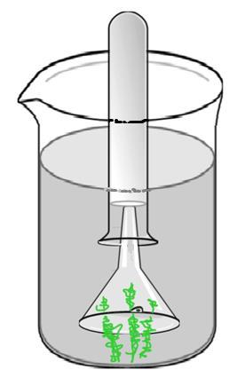 Add 3 of the plant tips to each beaker with the cut ends pointing up. 3. Cover the elodea in beaker 1 with a funnel with the tip sticking up. The entire funnel should be below the water level. 4.