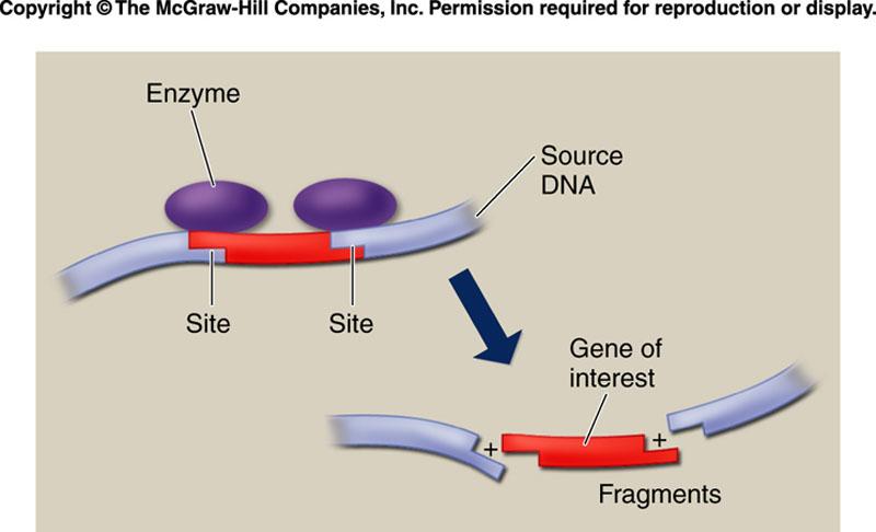 How to Clone a Gene Cut the gene of interest out