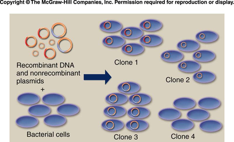 How to Clone a Gene Insert the plasmid with