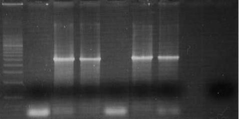 1 2 3 4 5 6 7 8 9 2600bp RT-PCR using LRR region specific to the potato RKN gene 1. Marker, 2. N.