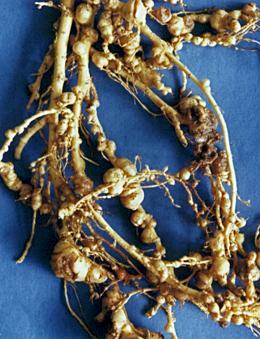 Root-knot nematodes infest over 2000 plant species Mi is