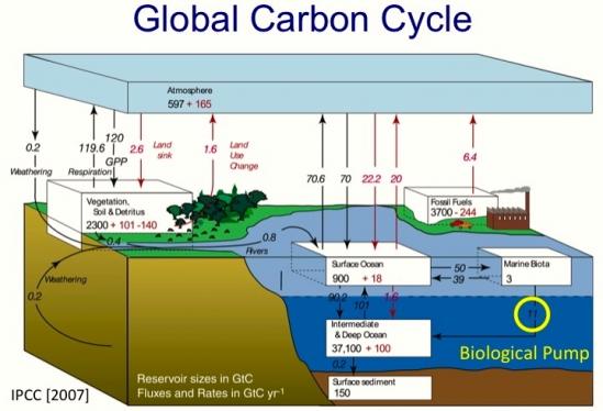 CARBON EQ1: How does the carbon cycle operate to maintain planetary health? 6.1 Most global carbon is locked in terrestrial stores as