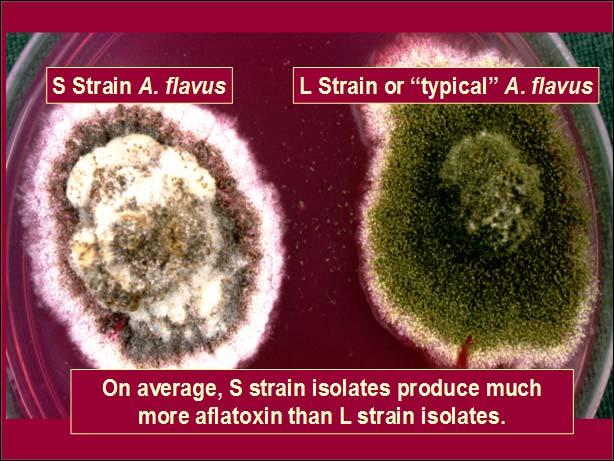 from toxigenic to atoxigenic Thus, aflatoxin contamination reduced Incidence (%) 100 75 50 25 T O X I G E N I C A T O X I G E N I C Strains