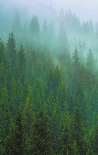 About Sveaskog Sveaskog is Sweden s largest forest owner. The company owns 14% of Sweden s forests and has some 850 employees around the country.
