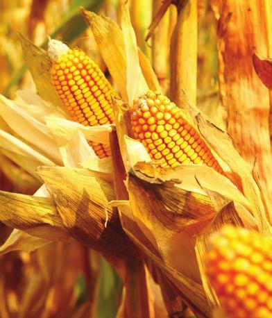 Why grow maize? Maize has been grown in Australia for more than 150 years.
