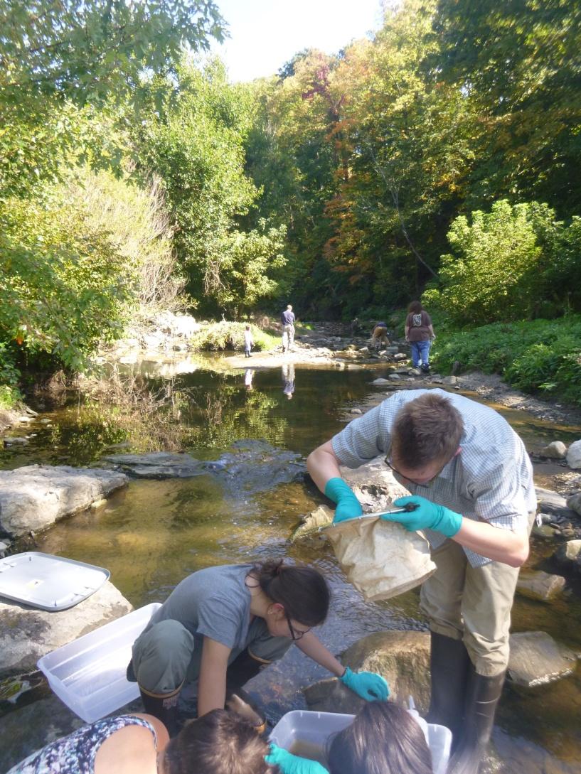 Macroinvertebrate Sampling Also did qualitative picks of leaf packs and stream bed substrate All grabs placed into a plastic tray and hand sorted using forceps Picks likely heavily biased towards