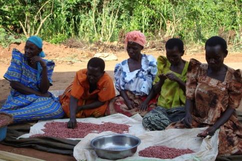 Program for Research on Legume Productivity Challenge: Increase productivity and availability of legumes Abiotic stresses decrease legume yields by up to 40% Pests and diseases can decrease yields by