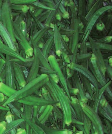 : High-quality okra as per specification and quality requirements Consumers: Supply with healthy and nutritious okra Bayer CropScience: Contribution to overall improvement in