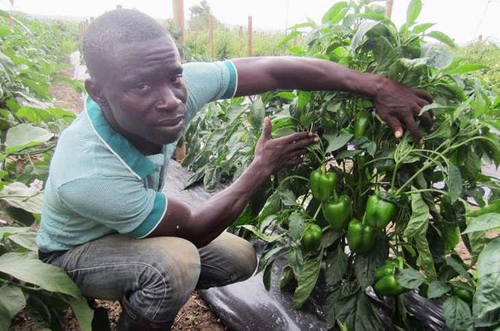 Increasing the income of smallholder farmers Access to quality