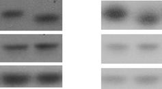 Homogenates Synaptosomes.5. 1..5 TBS 1 1 3 5 1. 1. 1. 1..8... pakt/takt 1 1..5 N = 5 Homogenates Pten PDZ n.s. 1 Hz, 9 pulses fepsp slope (mv ms 1 ).