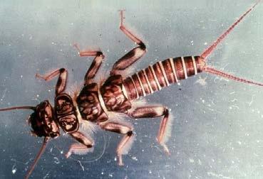10 Riffle Beetle Order Coleoptera Oval