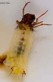 Caddisfly Larvae Order Trichoptera 6 legs 2