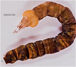 11 Somewhat Sensitive: Beetle Larvae Order Coleoptera Abdomen