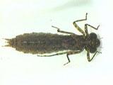 along the body Dragonfly larvae have 3 wedge-shaped tails and the