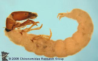 flattened Swims sideways 7 pairs of legs Resembles a shrimp