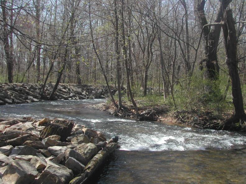 Macroinvertebrates are most abundant in riffle zones of streams where oxygen is more plentiful or in areas around banks that provide more protection.