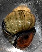 Presence of operculum is characteristic of gilled snail (seals the opening to the
