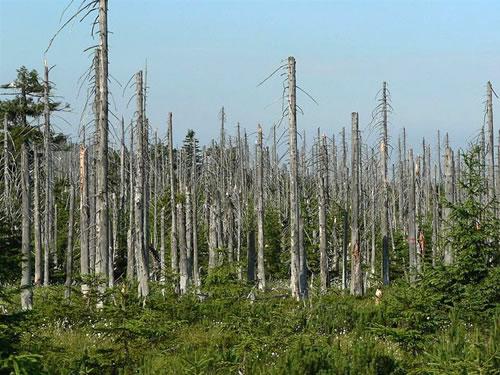 Acid rain has damaging effects on natural vegetation