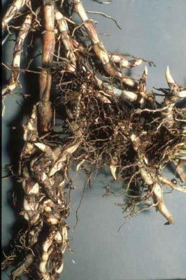 The Bad Johnsongrass Sorghum halepense Reproduces from seed and rhizomes