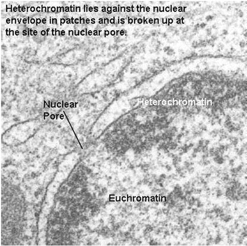 Euchromatin Euchromatin is threadlike, delicate. It is most abundant in active, transcribing cells.
