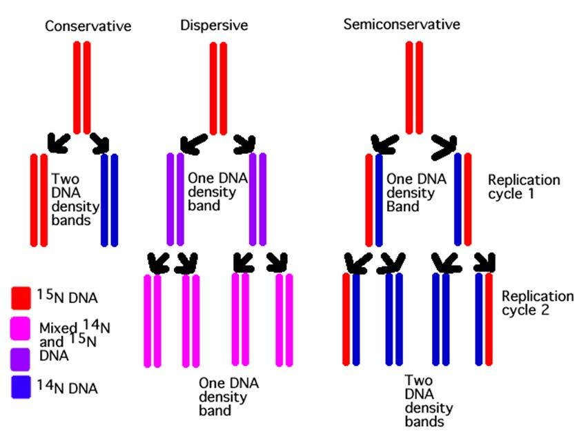 mechanism of DNA replication Three propose