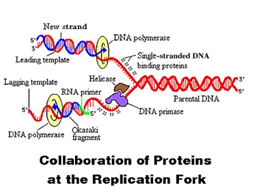 DNA replication How gene