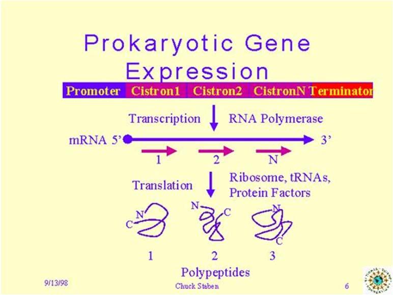 Molecular gene expression in