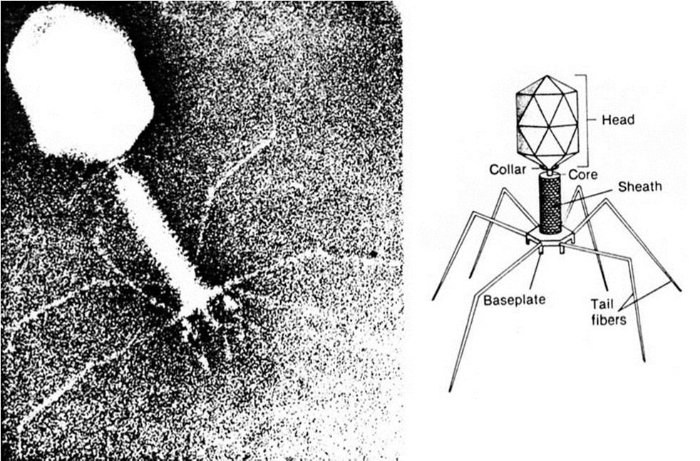 Left. Electron Micrograph of bacteriophage T4. Right. Model of phage T4. The phage possesses a genome of linear ds DNA contained within an icosahedral head.