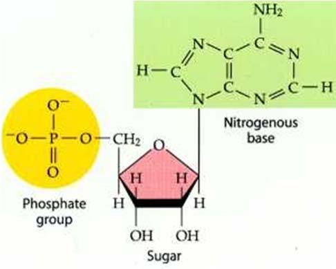 Nucleotides contain a phosphate, a sugar