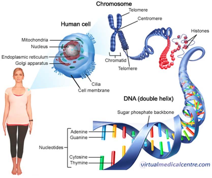 Levels of DNA structure to create a chromosome