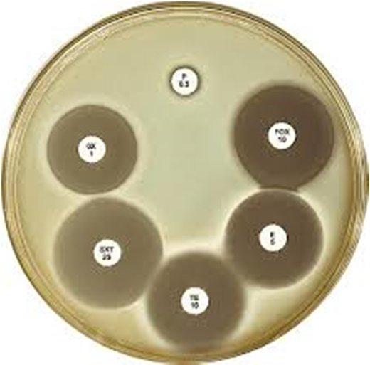 Yeasts Disc