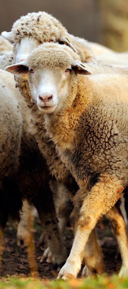Wool Piles up as Market Stays Weak May prices have been unchanged, but low, in almost all categories of New Zealand wool. The fine crossbred indicator has hovered at NZc 395/kg clean for the month.