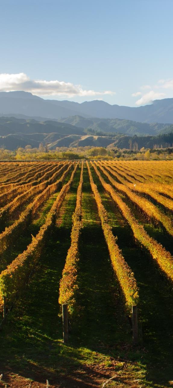 One of Those Years New Zealand s status as one of the world s coolest climate wine-growing countries has tested its mettle during the 2017 vintage as especially cool and wet conditions have prevailed.