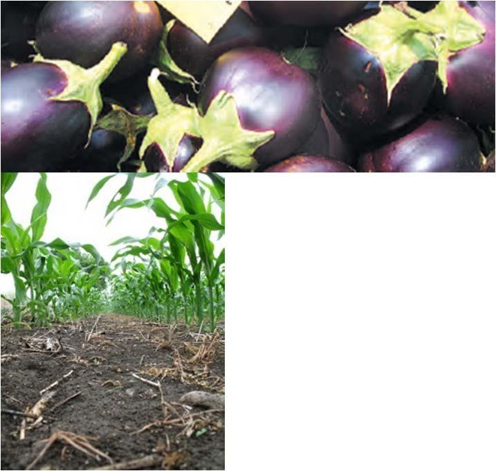 Examples of biotech crop products nearing commercialization Courtesy: R.