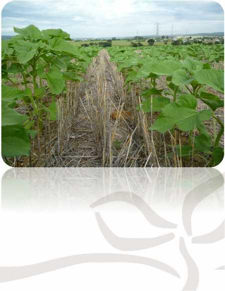The principles of Conservation Agriculture No or minimum mechanical soil disturbance by seeding or planting directly into untilled soil Enhance and maintain organic matter cover on the soil surface