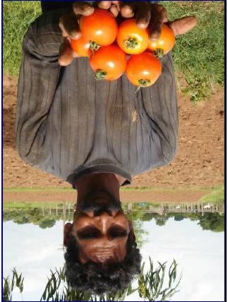 ITC Horti at the Backend: Happy Farmer with Better Quality Produce Name: Bhupal Reddy (ITC Lead Farmer near Hyderabad); Land: 2 acre Farming experience: 20 years Tomato Yields: