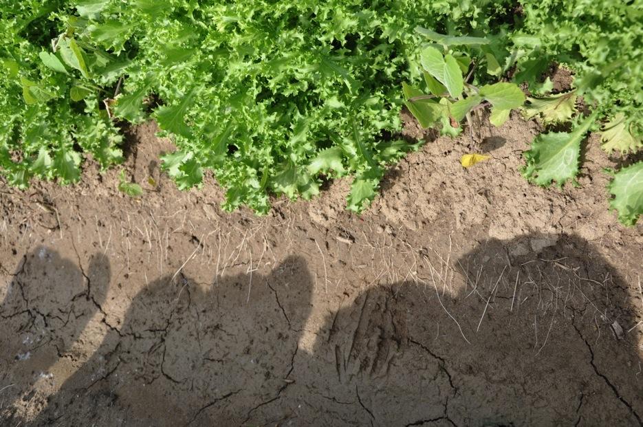 Soil tillage in the horticultural