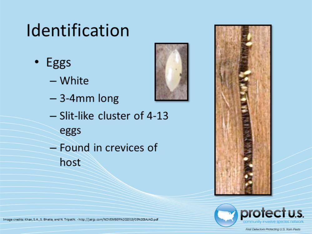 Eggs are white and about 3-4mm long. They are laid in slit-like clusters of 4-13 eggs in the crevices of host bark.
