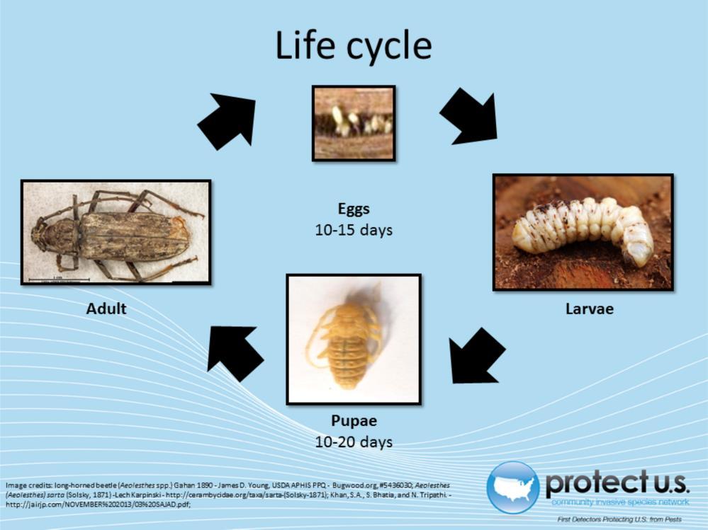 Adults will lay eggs in late April where they will hatch 10-15 days later. Once hatched, the larvae will begin making their own tunnel in the host tissues.