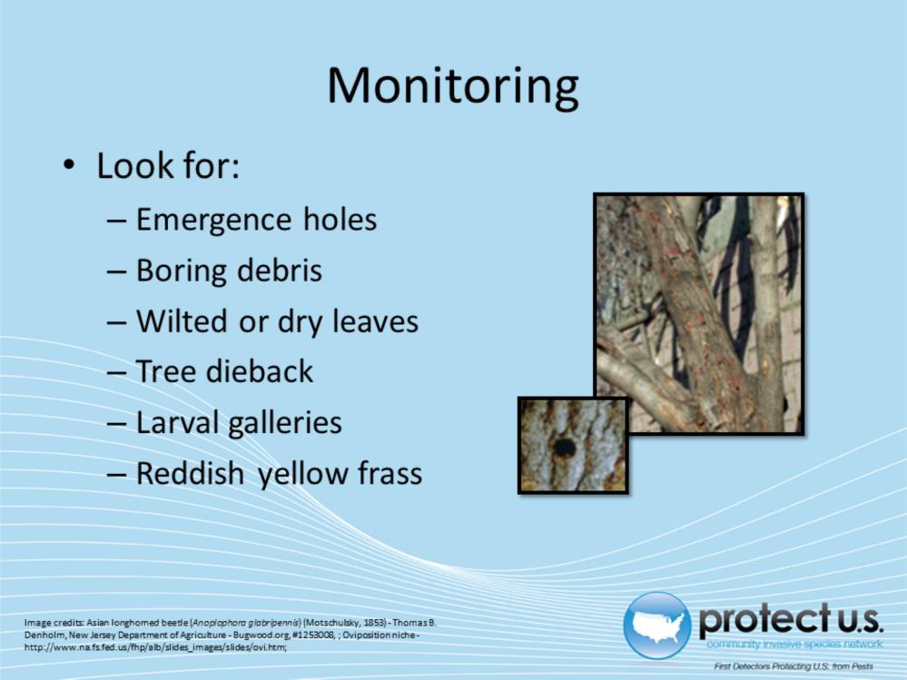 Monitoring occurs primarily through visual inspection of hosts. One of the common signs is emergence holes in the bark from adult beetles.