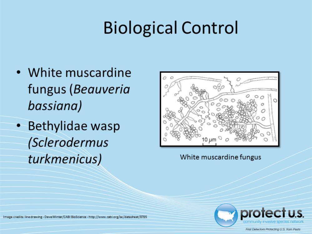 White muscardine fungus (Beauveria bassiana) will attack the adult city longhorned beetles.