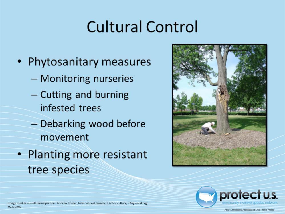 Most cultural controls involve phytosanitary measures. This includes monitoring nurseries and trees frequently and cutting and burning extremely infected trees.
