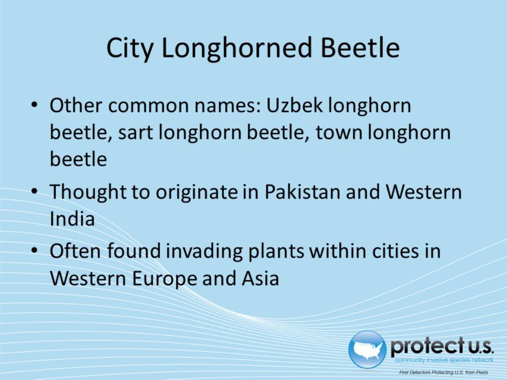 The city longhorned beetle (Aeolesthes sarta) is also known as the Uzbek longhorn beetle, sart longhorn beetle, town longhorn beetle or other names in local languages.