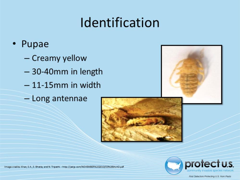 Aeolethes sarta pupae are creamy yellow with long antennae. They are about 30-40mm in length and 11-15mm in width.