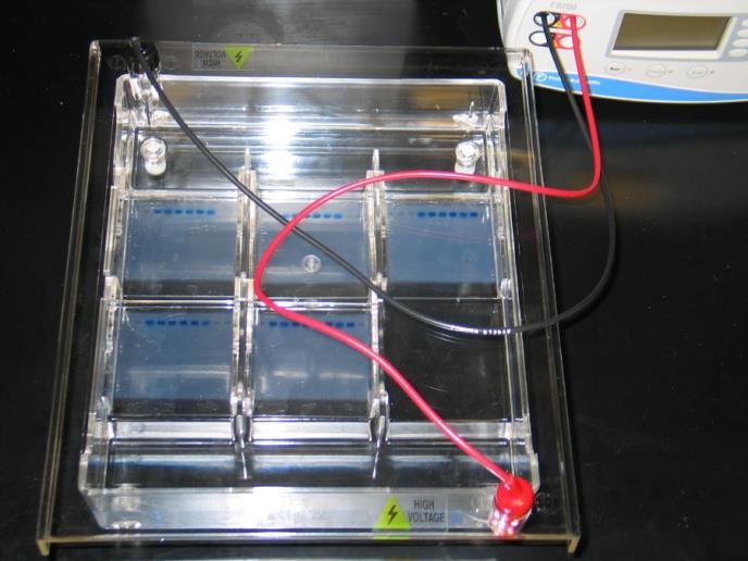 The buffer may be stored at room temperature or in a refrigerator. Step 5 Electrophoresis of the Samples (following student Laboratory Protocol) 1.