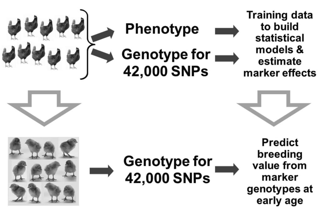 waiting until their phenotype information (i.e. performance results) were available. When phenotypes became available they were added to the training set.