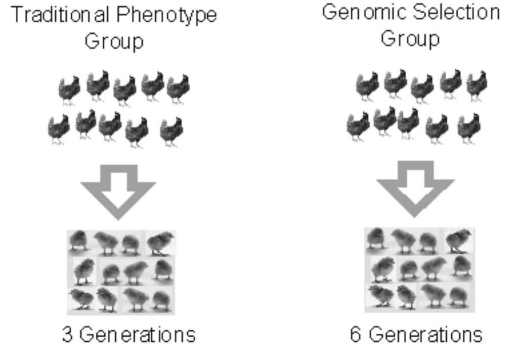 A new generation of birds was produced every seven months for the genomic selection group and the active population size was reduced to 50 male and 50 female parents with females mated to multiple