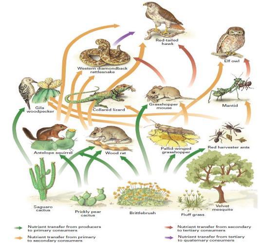 Food Webs A system of interdependent food chains Food Chain