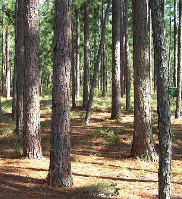North Carolina, 4 Stand Origin Altogether, 3,228,610 acres of the State s timberland for showed evidence of artificial regeneration (fig. 5).