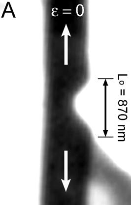 Fig. S3. TEM images of the side notched region in the 1 μm wide wire (A) before and (B) after tensile deformation.